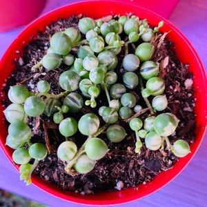 string of pearls variegated..